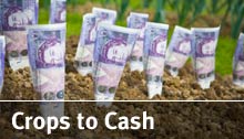 Crops to Cash